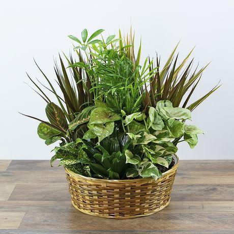 Assorted Green Plant Basket