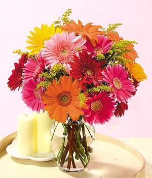 Colorful Gerbera