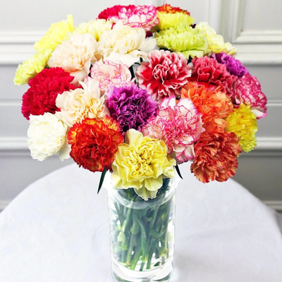 Two Dozen Colorful Carnations