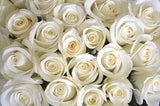 12 White Roses