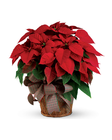 LARGE POINSETTIA